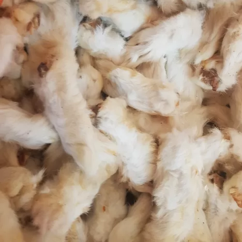 Rabbit feet with Fur